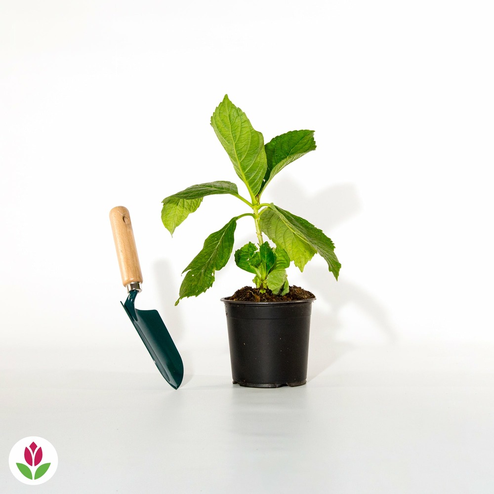 Hortensia peppermint - le pot / 1.3l / 3-5 branches