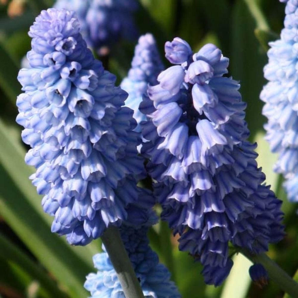 Muscari azureum bulbe calibre 6+ (par 20)