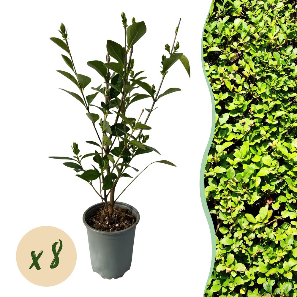 Ligustrum ovalifolium – lot de 8 – pot 9 cm – hauteur 35 cm