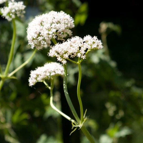Valériane officinale pot de 2l/3l