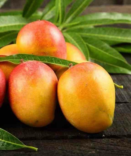 Manguier : mangifera indica var. Sensation pot de 7 litres ? 80/100 cm