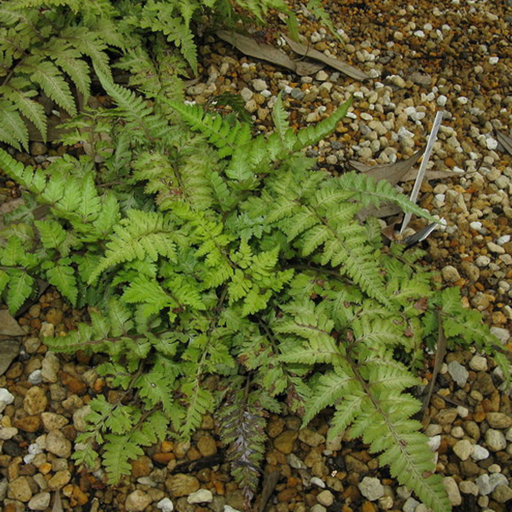 6 x athyrium niponicum 'metallicum' - athyrium niponicum 'metallicum' - godet 9cm x 9cm