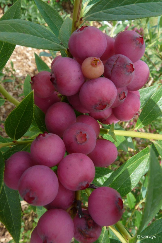 Myrtille 'pink lemonade' - en pot de 1,5 litres