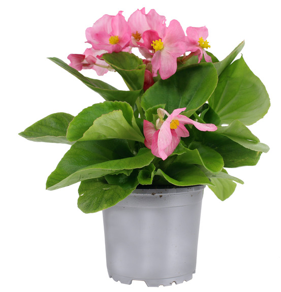 Bégonia de semis pot 10,5 cm