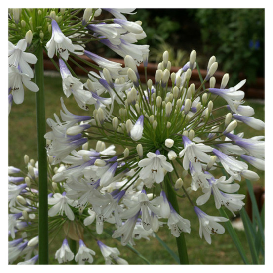 Agapanthe enigma godet - 5/20 cm