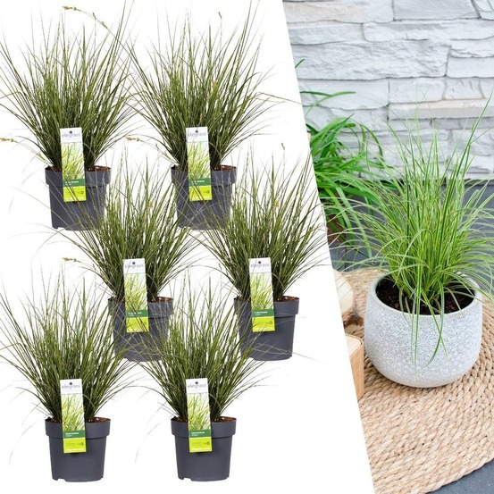 6 x carex brunnea 'variegata' en pot