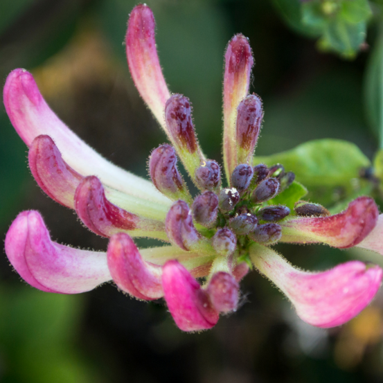 Chèvrefeuille - lonicera periclymenum belgica select 70cm