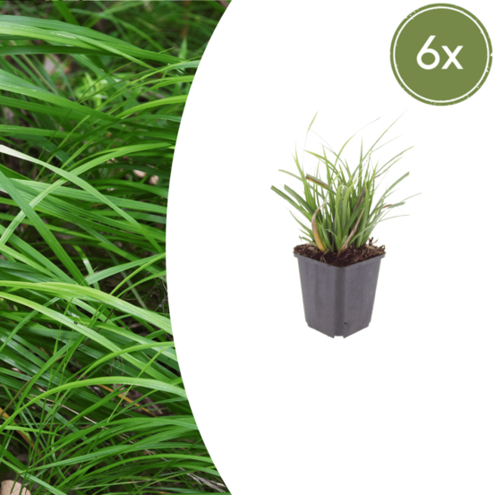 Lot de 12 - laîche du japon (carex morrowii) 'carex morrowii'