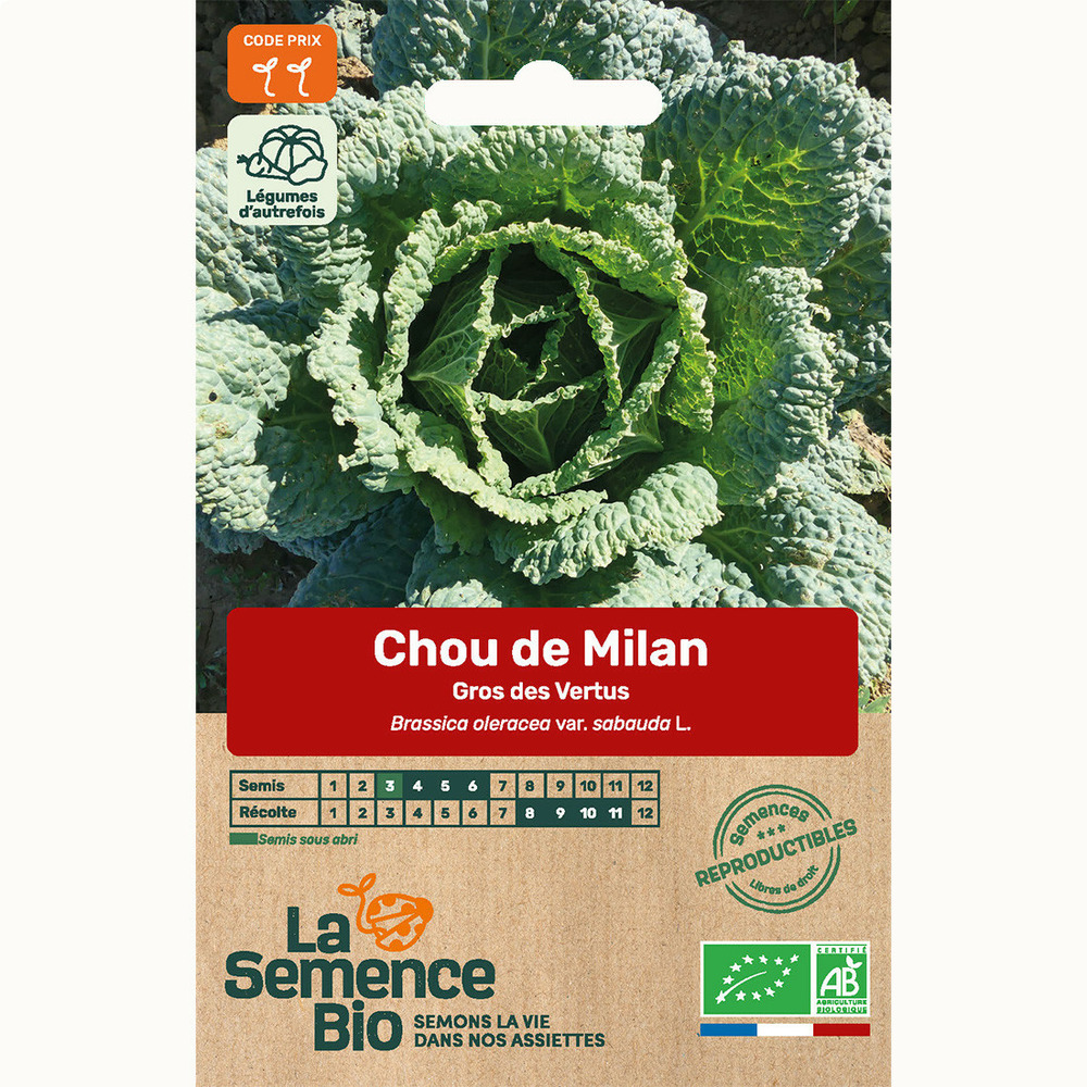 Chou de milan gros des vertus - graines bio