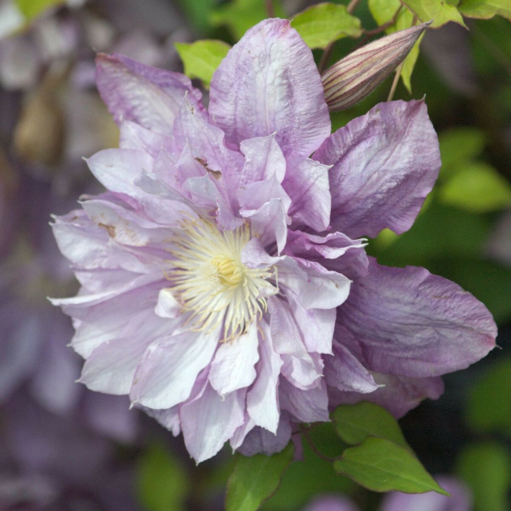 Clématite proteus pot de 2l - tuteur bambou 60/90 cm