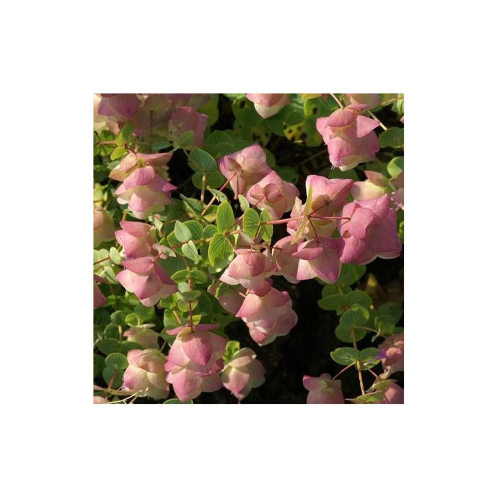 Origan kent beauty lot de 5 godets