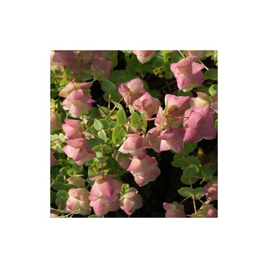 Origan kent beauty lot de 5 godets