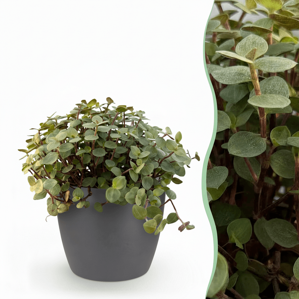 Calissia repens - pet-friendly - pot de 12cm - hauteur 17-20cm - plantes d'intérieur