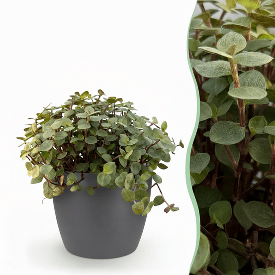 Calissia repens - pet-friendly - pot de 12cm - hauteur 17-20cm - plantes d'intérieur
