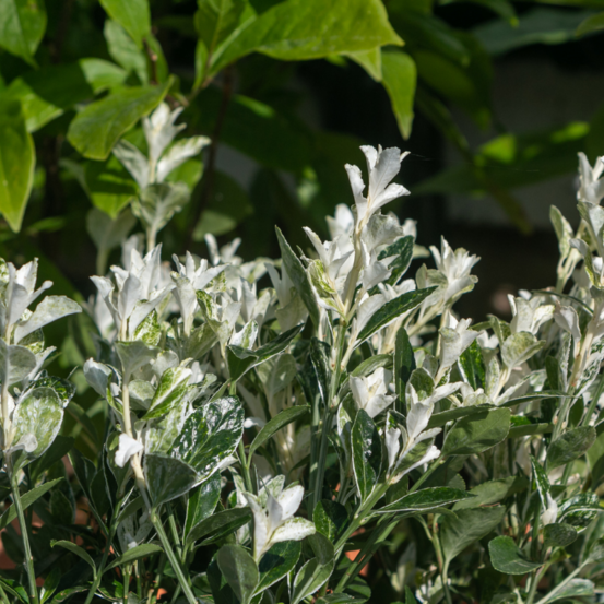 Fusain du japon pierrolino - euonymus japonicus pierrolino pot 23cm
