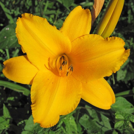 Lis d'un jour, hémérocalle 'chicago sunrise' pot de 2l/3l