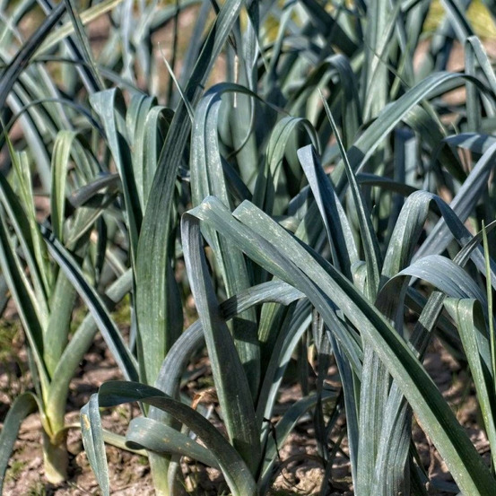 Graines de poireau bleu de solaise - prix malin sachet