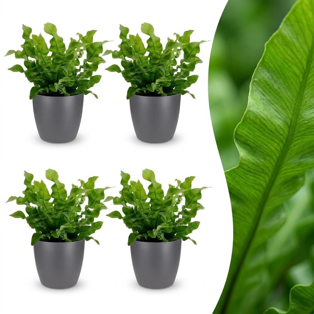 Asplenium crispy wave - fougère crispy wave - pot de 12cm