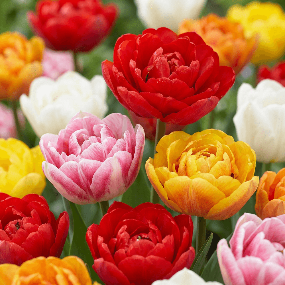 Tulipe double en mélange - 30 bulbes - calibre 11/13