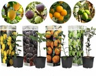 Medi mix - set de 4 - arbres fruitiers méditerranéen - pot 9cm - hauteur 25-40cm
