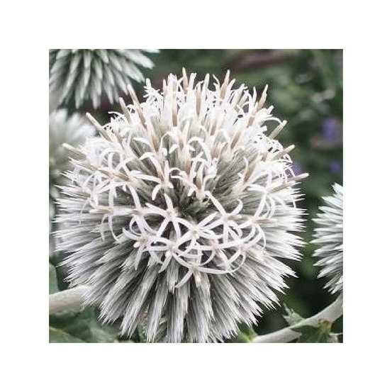Boule azurée star frost, echinops lot de 9 godets