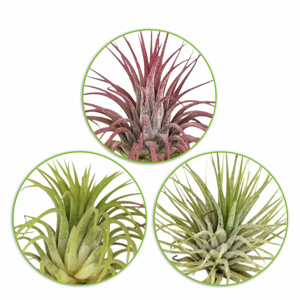 3 tillandsias en mélange - les 3 pots