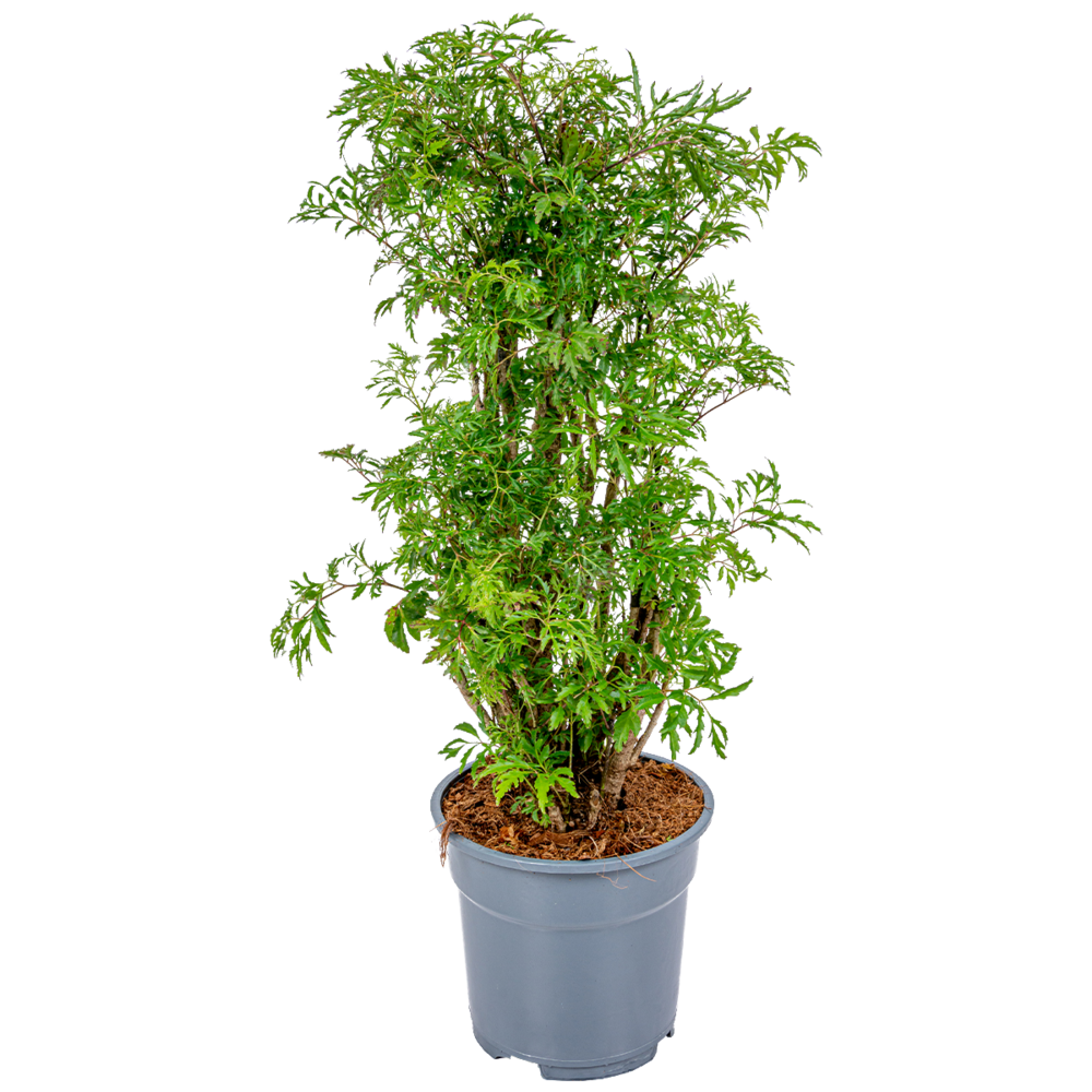 Polyscias 'fruticosa' - aralia - plante d'intérieur - ⌀17 cm - 60 cm
