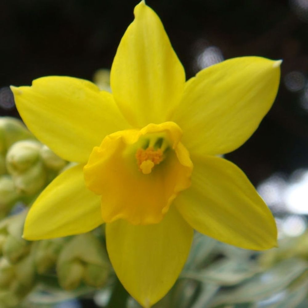 Narcisse cyclamineus 'february gold' bulbe calibre 14+ (par 10)