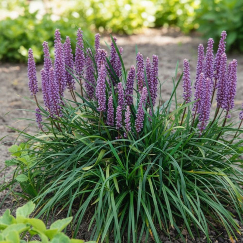Liriope muscari lilac wonder lot de 9 godets