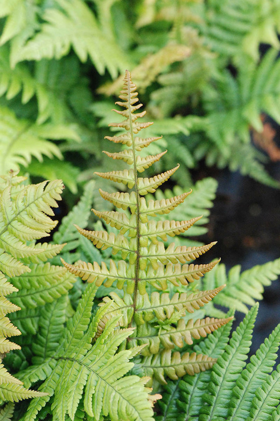 Dryopteris 'jurassic gold' - en pot de 3 litres