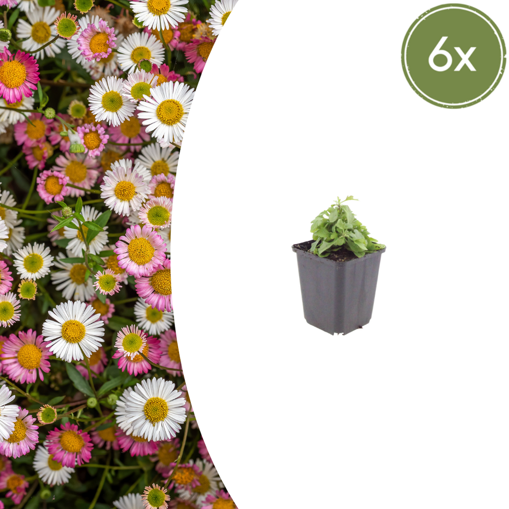 Vergerette de karvinski (erigeron karvinskianus) 'erigeron karvinskianus' - 24