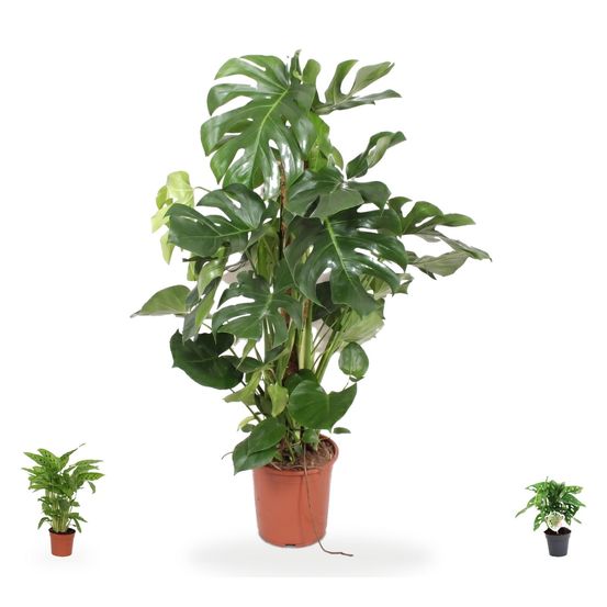 Monstera deliciosa & ses satellites — monstera deliciosa, calathea leopardina & monstera obliqua 'monkey leaf' — lot de 3 plantes