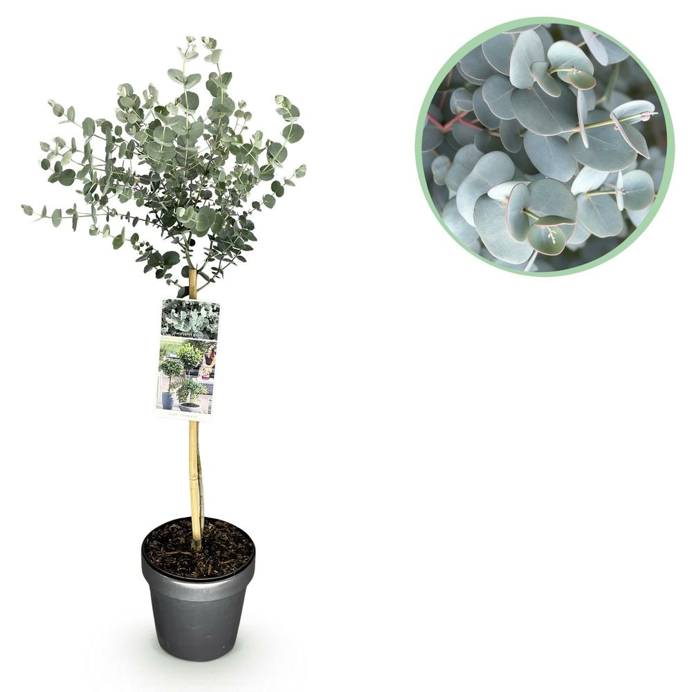Eucalyptus azure - pot 19 cm - hauteur 70-90 cm