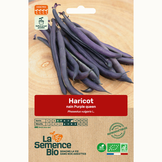 Haricot nain purple queen - graines bio