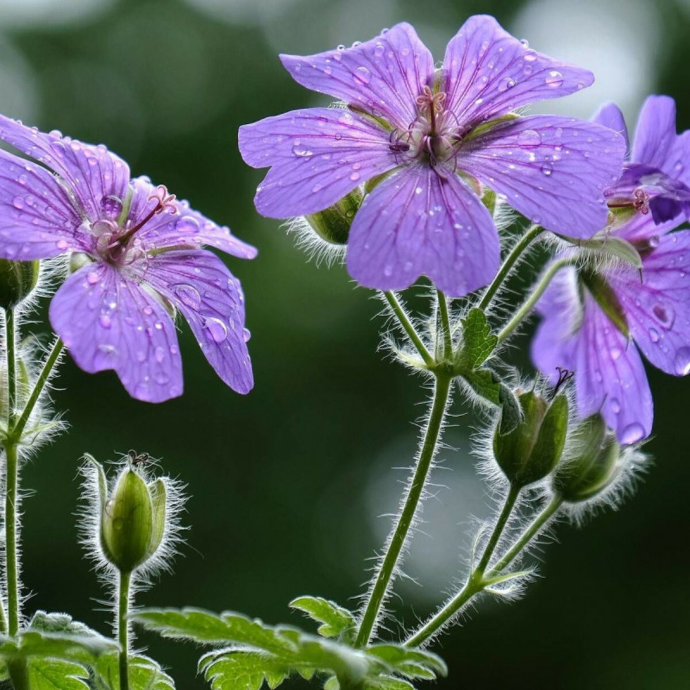 Géranium vivace philippe vapelle godet - 5/20 cm