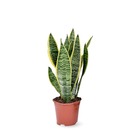 Sansevieria trifasciata laurentii -plante d'intérieur - peu d'entretien - ↕ 35-40 cm - ⌀ 12 cm - succulente