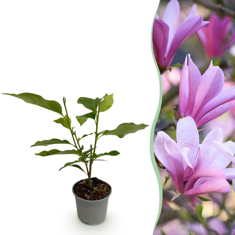 Magnolia 'betty' - pot 12 cm - hauteur 30 cm