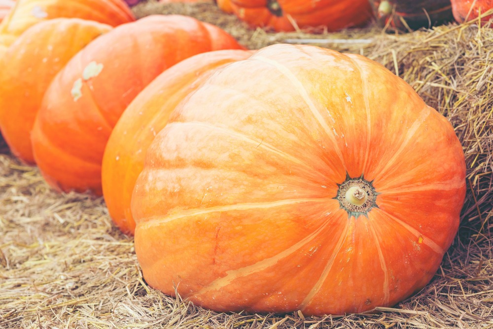 Sachet de graines de potiron atlantic giant - sachet de 3 grammes - petite entreprise française