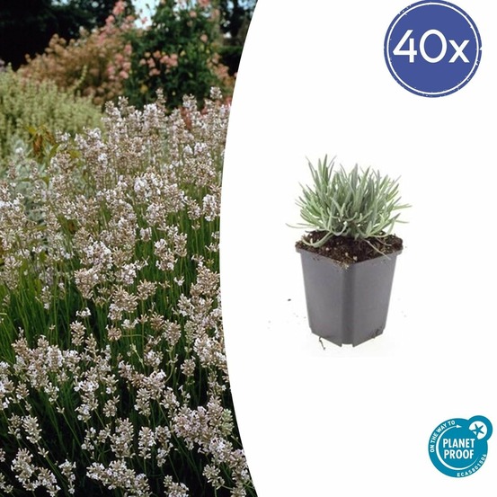 Lavande vraie blanche 'edelweiss' x40 – entre 2,5 et 3,33m2