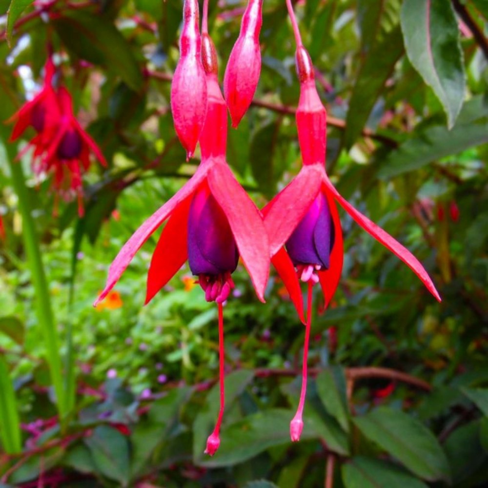 3 fuchsias 'riccartonii'
