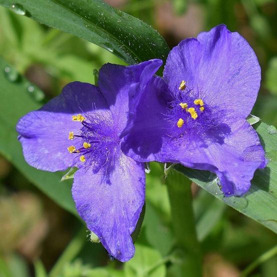 Éphémère de virginie zwanenburg blue lot de 5 godets