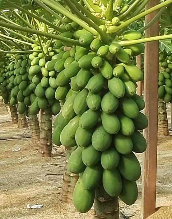 Papayer : carica papaya var. Caballero (variété petite) pot de 7 litres ? 60/80 cm -