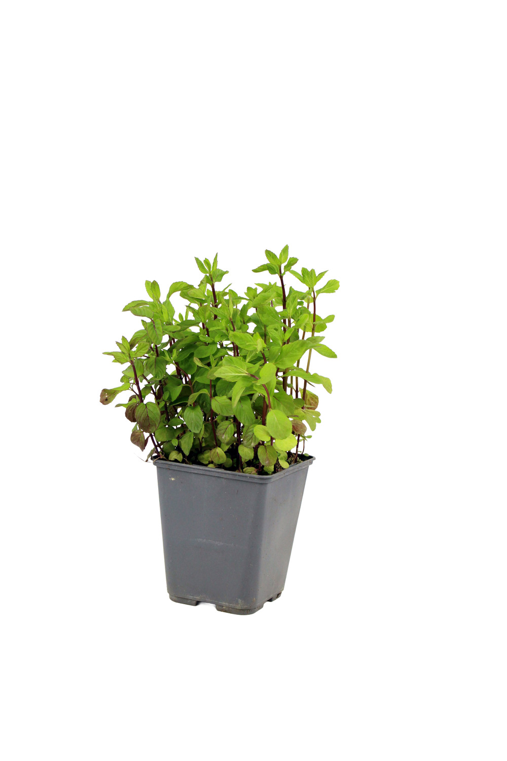 Menthe anis pac pot 1 l