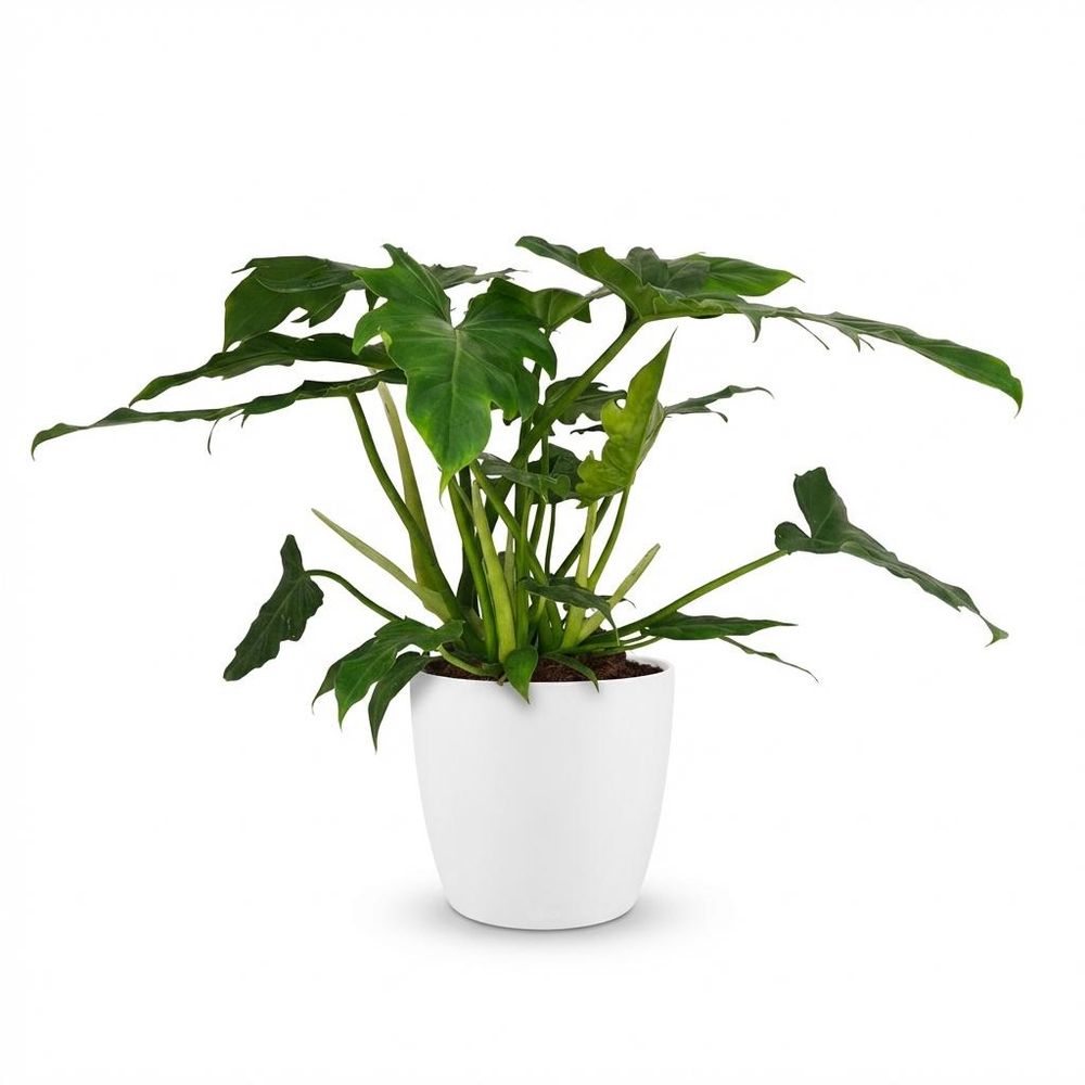 Philodendron lacerum - pot de 19cm - hauteur 65cm