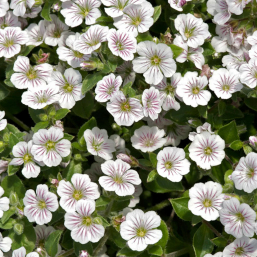 Gypsophile à feuilles de céraiste lot de 3 godets