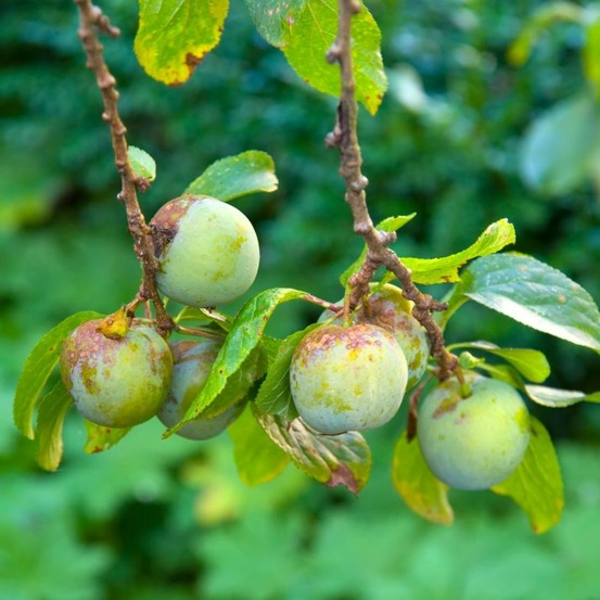 Prunier reine claude doullins 120cm pot 5l - prunus domestica