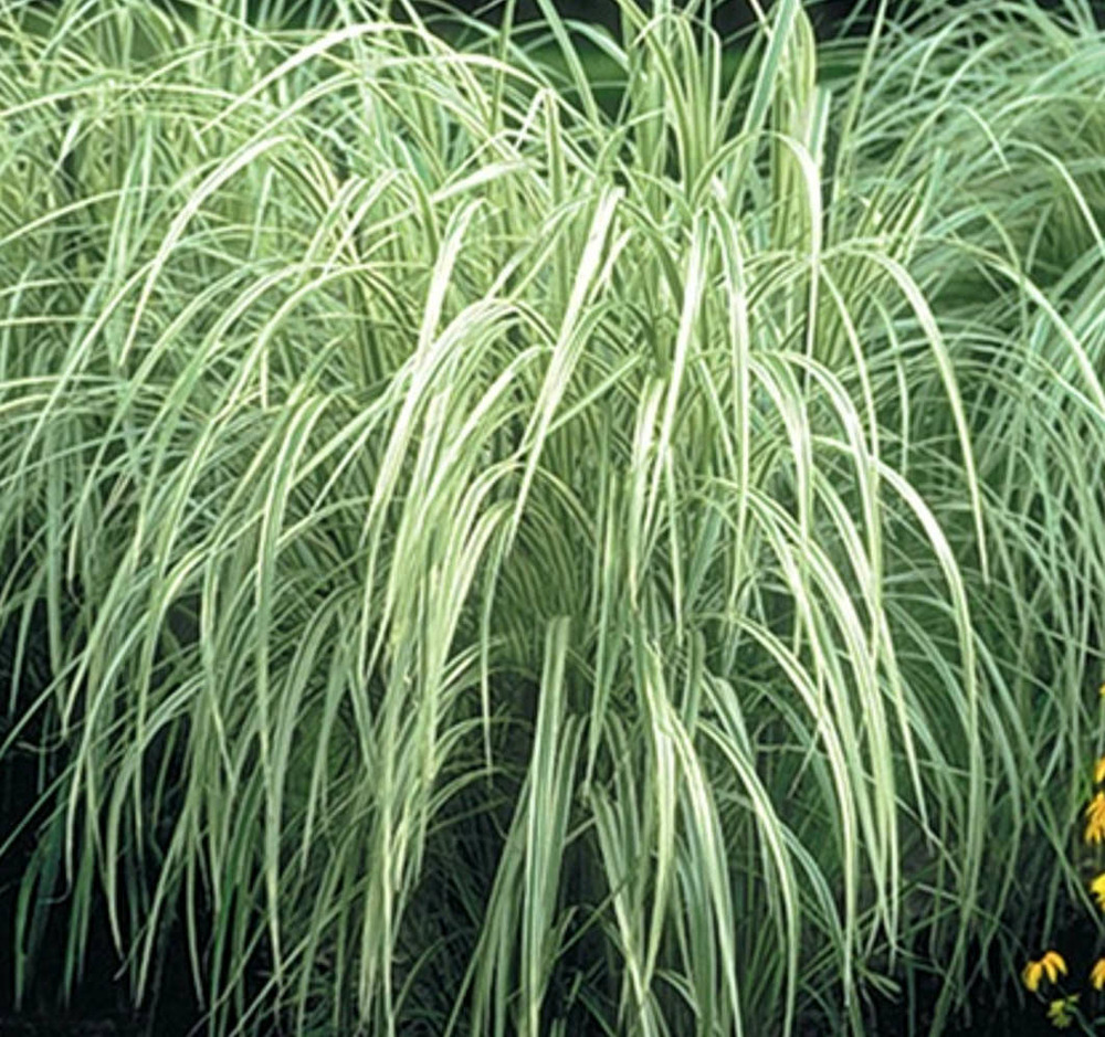 Miscanthus variegatus (roseau de chine, eulalie) pot de 2 litres - 0/100 cm