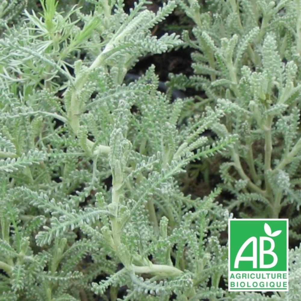 Santoline grise - sans traitement godet - 5/20 cm