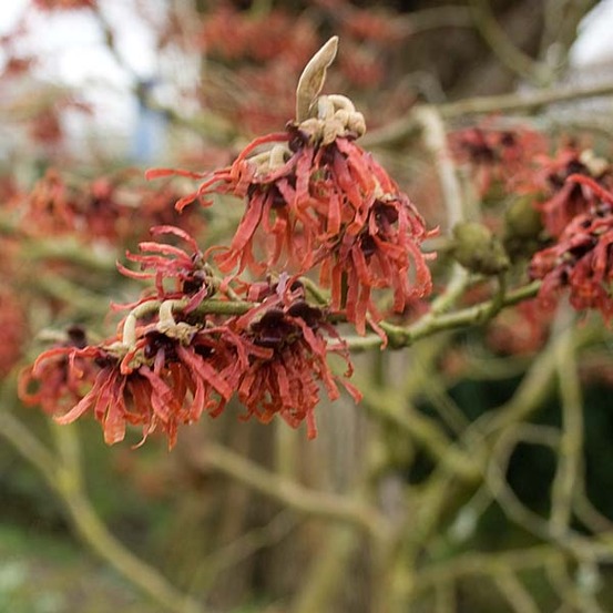 Noisetier de sorcière 'ruby glow' pot de 4l/5l