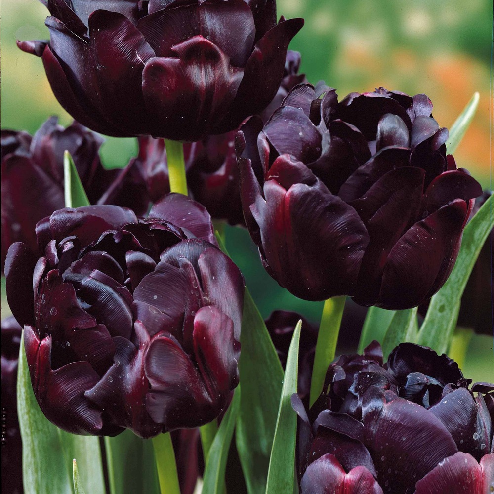10 tulipes à fleurs de pivoine black hero - le sachet de 10 bulbes / circonférence 12cm+